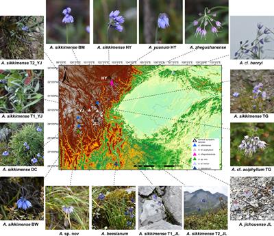 Phylogenomic analyses and chromosome ploidy identification reveal multiple cryptic species in Allium sikkimense complex (Amaryllidaceae)